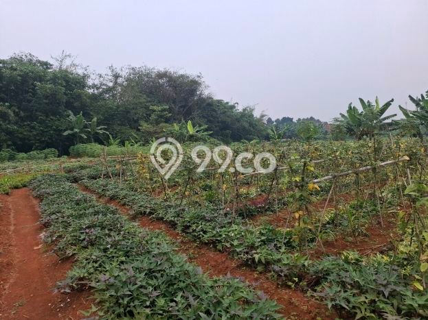 Tanah Kavling untuk Dijual di Gunung Sindur Bogor 1796m2 Tanah Kavling untuk Dijual di Gunung Sindur Bogor 1796m2