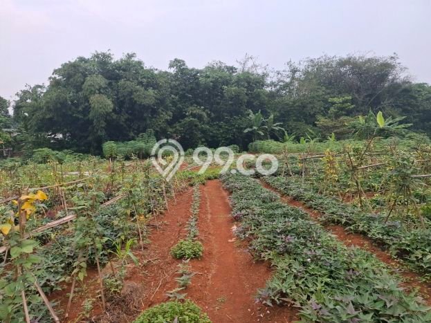 Tanah Kavling untuk Dijual di Gunung Sindur Bogor 1796m2 Tanah Kavling untuk Dijual di Gunung Sindur Bogor 1796m2