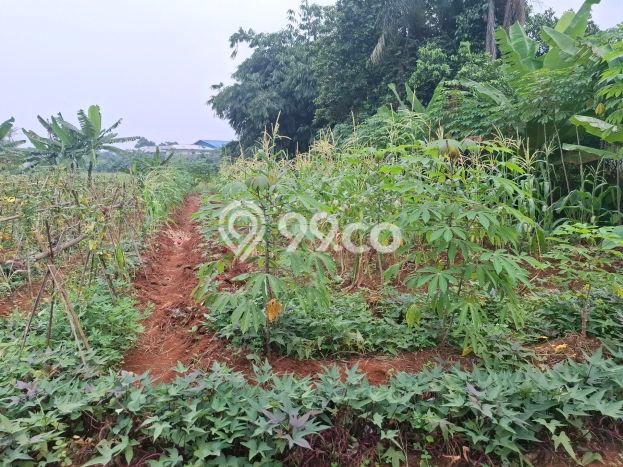 Tanah Kavling untuk Dijual di Gunung Sindur Bogor 1796m2 Tanah Kavling untuk Dijual di Gunung Sindur Bogor 1796m2