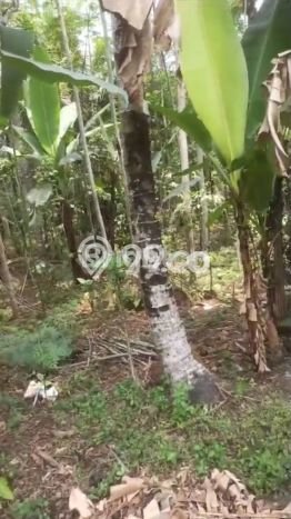 Lahan Investasi Lokasi Tingkir Salatiga SHM Lahan Investasi Lokasi Tingkir Salatiga SHM