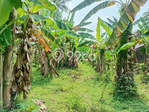 Tanah di Magelang Selatan, Magelang Luas 895m2 Dijual Segera Tanah di Magelang Selatan, Magelang Luas 895m2 Dijual Segera