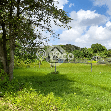 Dijual Tanah 500m2 di Canggu, Badung Dijual Tanah 500m2 di Canggu, Badung