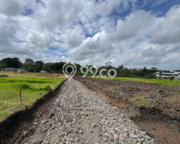 Jarang Ada! Tanah di Tabanan Punya Luas 350m2 SHM Jarang Ada! Tanah di Tabanan Punya Luas 350m2 SHM