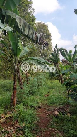 Tanah untuk Dijual Lokasi Kaduhejo, Pandeglang Luas 6815m2 SHM Tanah untuk Dijual Lokasi Kaduhejo, Pandeglang Luas 6815m2 SHM