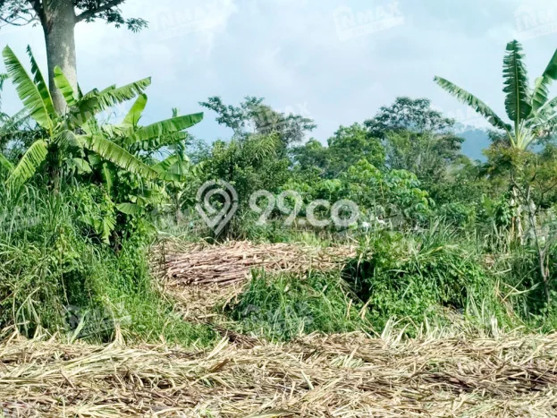 Paling Dicari! Lahan Kosong Disewakan di Wagir, Malang Paling Dicari! Lahan Kosong Disewakan di Wagir, Malang