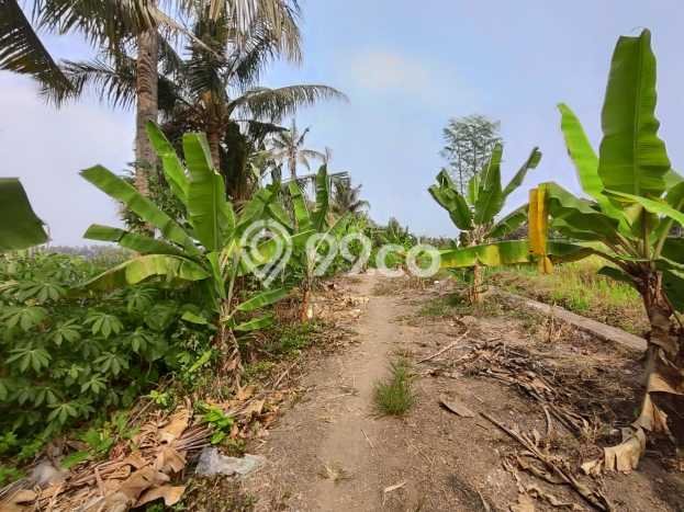 Tanah Kavling Dijual di Gianyar dengan Spesifikasi 100m2 Tanah Kavling Dijual di Gianyar dengan Spesifikasi 100m2