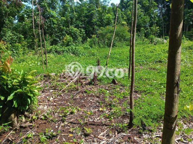 Tanah untuk Dijual di Gunung Pati Semarang Luas 1200m2 Tanah untuk Dijual di Gunung Pati Semarang Luas 1200m2