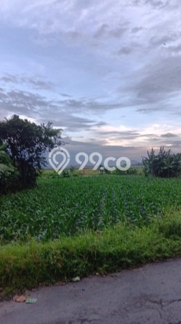 Dijual Tanah di Denpasar, Luas 2100m2 SHM Dijual Tanah di Denpasar, Luas 2100m2 SHM
