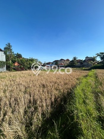 Kavling Tanah Lokasi Strategis di Ubud, Gianyar Disewakan 2000m2 Kavling Tanah Lokasi Strategis di Ubud, Gianyar Disewakan 2000m2