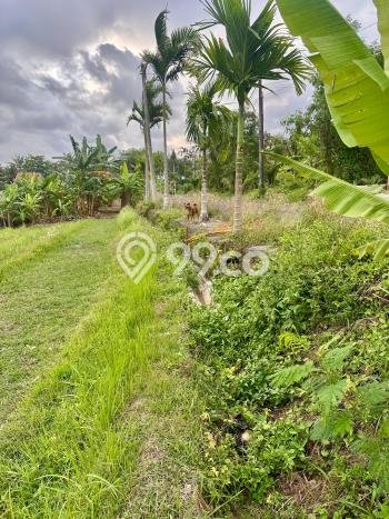 Tanah Strategis Dijual di Kerambitan Tabanan 5472m2 Tanah Strategis Dijual di Kerambitan Tabanan 5472m2