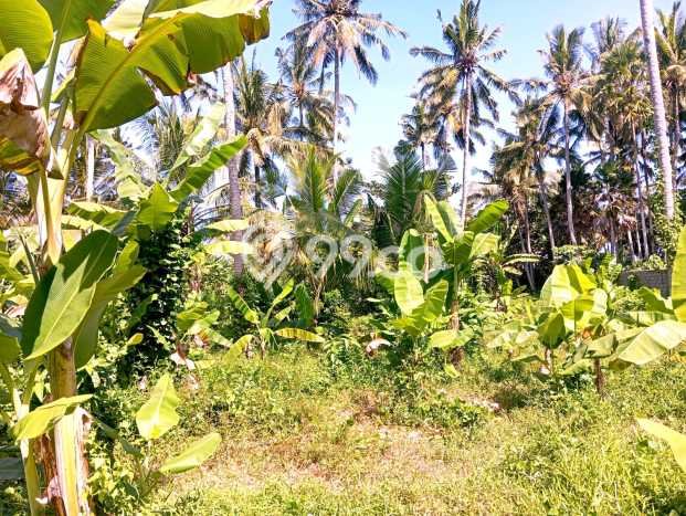 Lahan untuk Disewakan di Negara Jembrana SHM Lahan untuk Disewakan di Negara Jembrana SHM