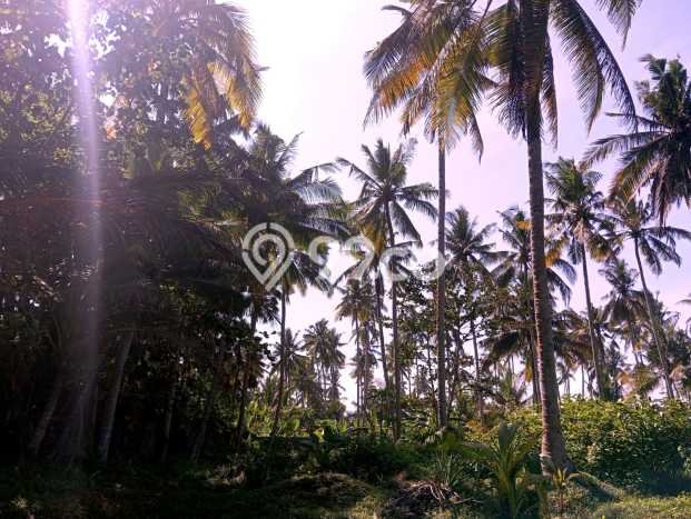 Lahan untuk Disewakan di Negara Jembrana SHM Lahan untuk Disewakan di Negara Jembrana SHM
