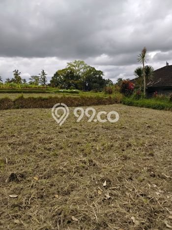 Lahan Kosong Dijual di Tabanan dengan Area 4000m2 Lahan Kosong Dijual di Tabanan dengan Area 4000m2