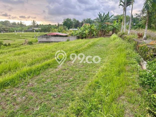 Tanah Strategis Dijual di Kerambitan Tabanan 5472m2 Tanah Strategis Dijual di Kerambitan Tabanan 5472m2
