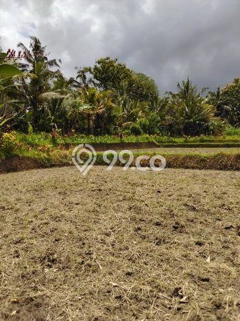 Lahan Kosong Dijual di Tabanan dengan Area 4000m2 Lahan Kosong Dijual di Tabanan dengan Area 4000m2