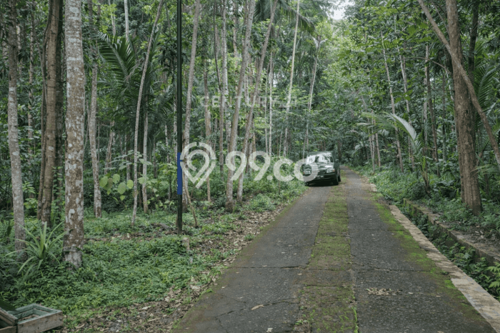 Tanah Kosong Dijual di Sleman dengan Area 1175m2 Tanah Kosong Dijual di Sleman dengan Area 1175m2