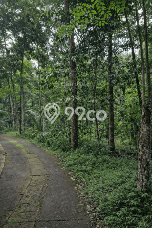 Tanah Kosong Dijual di Sleman dengan Area 1175m2 Tanah Kosong Dijual di Sleman dengan Area 1175m2
