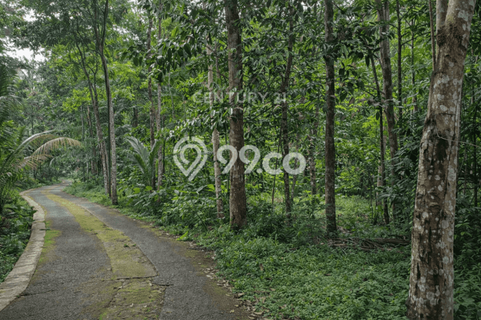Tanah Kosong Dijual di Sleman dengan Area 1175m2 Tanah Kosong Dijual di Sleman dengan Area 1175m2