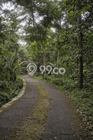 Tanah Kosong Dijual di Sleman dengan Area 1175m2 Tanah Kosong Dijual di Sleman dengan Area 1175m2