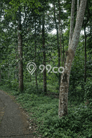 Tanah Kosong Dijual di Sleman dengan Area 1175m2 Tanah Kosong Dijual di Sleman dengan Area 1175m2