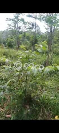 Tanah di Parung Kuda, Sukabumi Luas 15000m2 Dijual Segera Tanah di Parung Kuda, Sukabumi Luas 15000m2 Dijual Segera