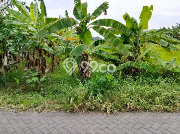 Tanah Dijual Lokasi Sidoarjo, Sidoarjo Luas 12000m2 Legalitas Aman Tanah Dijual Lokasi Sidoarjo, Sidoarjo Luas 12000m2 Legalitas Aman