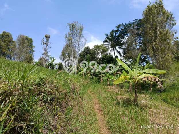 Lahan Investasi Lokasi Sukanagara Cianjur SHM Lahan Investasi Lokasi Sukanagara Cianjur SHM