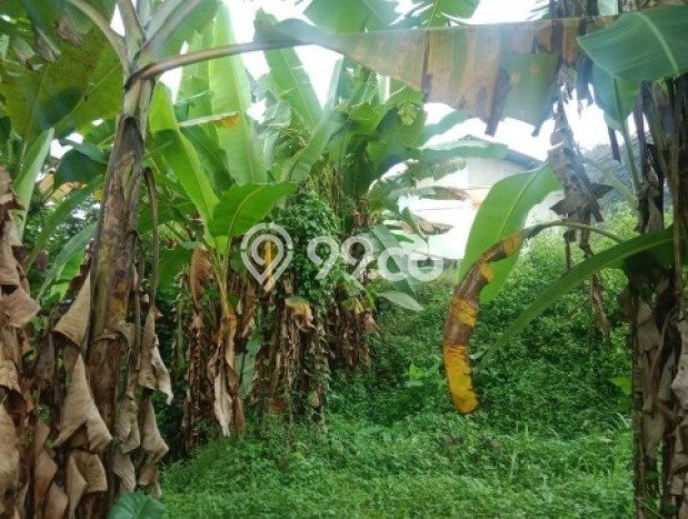 Tanah Kavling di Subah Dijual dengan Luas 210000m2 Tanah Kavling di Subah Dijual dengan Luas 210000m2