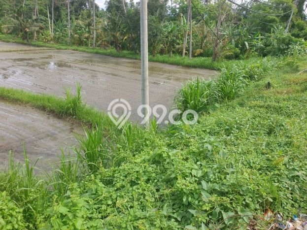 Tanah Investasi Dijual di Gianyar Punya Luas 12750m2 Tanah Investasi Dijual di Gianyar Punya Luas 12750m2