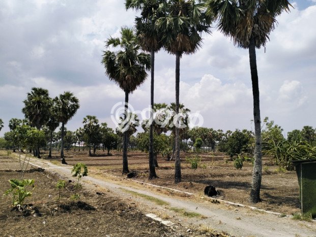 Tanah di Pakal, Surabaya Luas 60m2 Dijual Segera Tanah di Pakal, Surabaya Luas 60m2 Dijual Segera