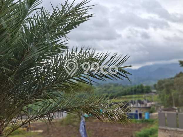 Jarang Ada! Tanah di Cileungsi Punya Luas 500m2 SHM Jarang Ada! Tanah di Cileungsi Punya Luas 500m2 SHM