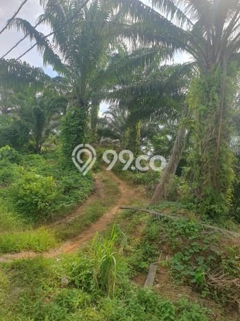 Lahan Kosong Dijual di Penajam Paser Utara dengan Area 42670m2 Lahan Kosong Dijual di Penajam Paser Utara dengan Area 42670m2
