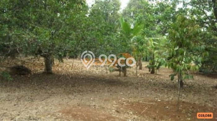 Kavling Tanah Dijual di Tajur Halang, Bogor, Luas 6400m2 Area Strategis Kavling Tanah Dijual di Tajur Halang, Bogor, Luas 6400m2 Area Strategis