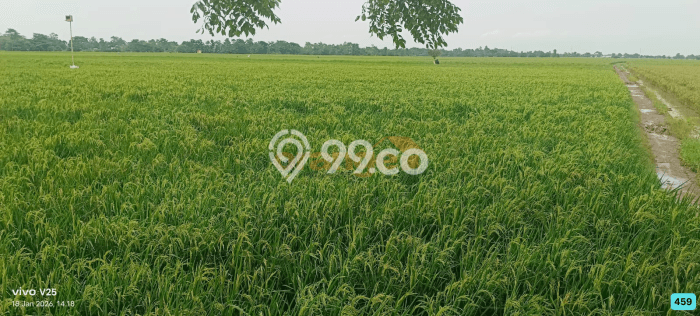 Tanah Kavling untuk Dijual di Karawang Barat Karawang 12627m2 Tanah Kavling untuk Dijual di Karawang Barat Karawang 12627m2
