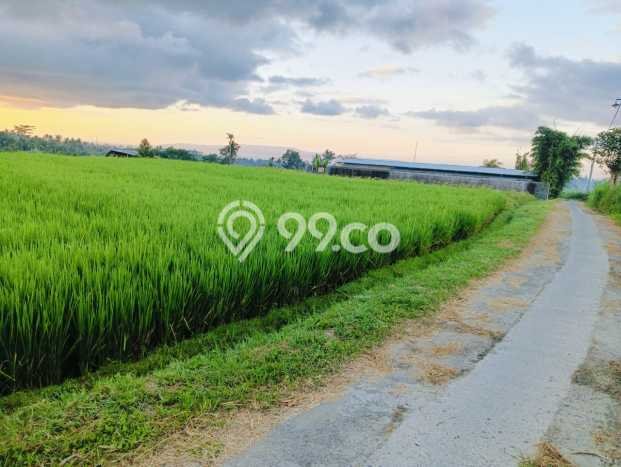 Tanah Kavling Dijual di Kutuh, Badung dengan Luas Tanah 4400m2 Tanah Kavling Dijual di Kutuh, Badung dengan Luas Tanah 4400m2