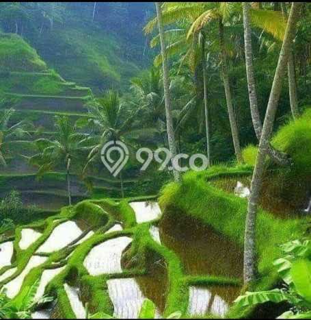 Tanah Kavling Dijual di Kutuh, Badung dengan Luas Tanah 4400m2 Tanah Kavling Dijual di Kutuh, Badung dengan Luas Tanah 4400m2