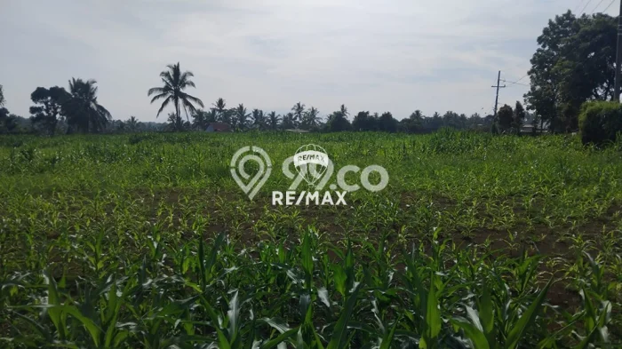 Tanah Komersial Dijual di Licin Banyuwangi 10823m2 Tanah Komersial Dijual di Licin Banyuwangi 10823m2