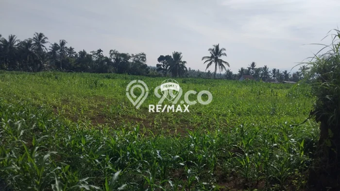 Tanah Komersial Dijual di Licin Banyuwangi 10823m2 Tanah Komersial Dijual di Licin Banyuwangi 10823m2