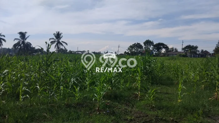 Tanah Komersial Dijual di Licin Banyuwangi 10823m2 Tanah Komersial Dijual di Licin Banyuwangi 10823m2