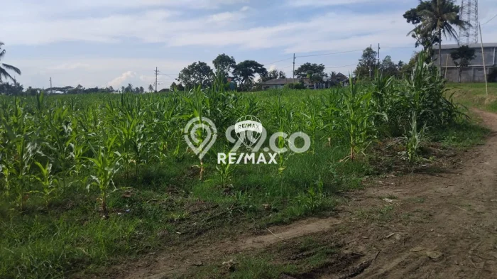 Tanah Komersial Dijual di Licin Banyuwangi 10823m2 Tanah Komersial Dijual di Licin Banyuwangi 10823m2