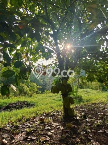 Tanah Kavling untuk Dijual di Sukasada Buleleng 5700m2 Tanah Kavling untuk Dijual di Sukasada Buleleng 5700m2