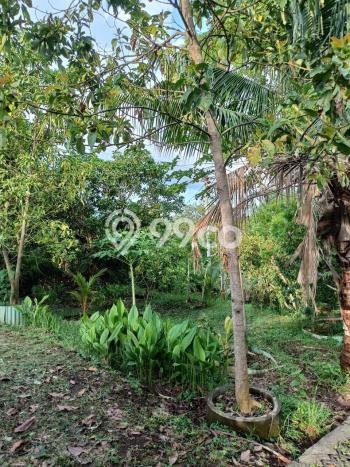 Tanah Kavling untuk Dijual di Sukasada Buleleng 5700m2 Tanah Kavling untuk Dijual di Sukasada Buleleng 5700m2