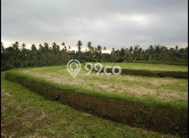 Lahan Dijual Lokasi Penebel, Tabanan dengan Luas Tanah 8720m2 dan Status SHM Lahan Dijual Lokasi Penebel, Tabanan dengan Luas Tanah 8720m2 dan Status SHM