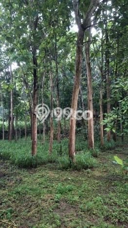 Tanah di Tepus, Gunung Kidul Luas 3660m2 Dijual Segera Tanah di Tepus, Gunung Kidul Luas 3660m2 Dijual Segera