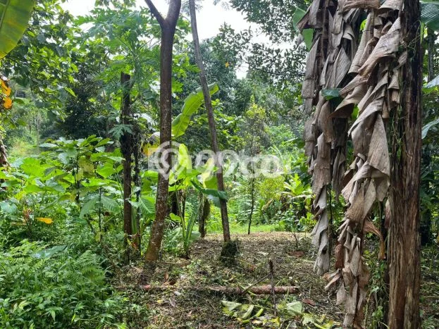 Lahan Kosong Dijual di Tabanan dengan Area 7000m2 Lahan Kosong Dijual di Tabanan dengan Area 7000m2