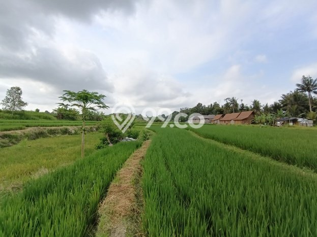 Kavling Tanah Dijual di Ubud Gianyar Spesifikasi 2825m2 Kavling Tanah Dijual di Ubud Gianyar Spesifikasi 2825m2