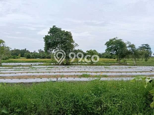 Tanah Kavling untuk Dijual di Tabanan Tabanan 500m2 Tanah Kavling untuk Dijual di Tabanan Tabanan 500m2