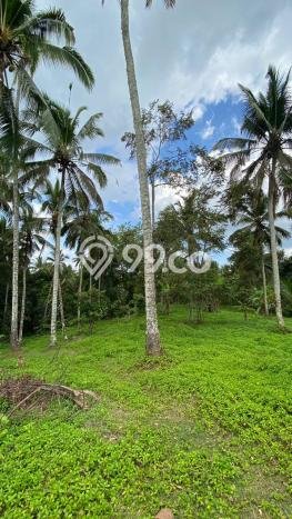 Dijual Tanah Lokasi Gadungan, Tabanan Seluas 12000m2 Dijual Tanah Lokasi Gadungan, Tabanan Seluas 12000m2