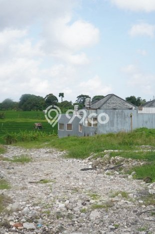 Tanah Dijual Area Strategis di canggu Badung 245m2 Tanah Dijual Area Strategis di canggu Badung 245m2