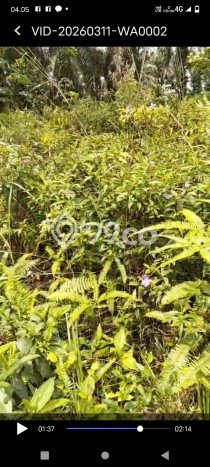 Lahan Kosong Dijual di Kandis, Siak, Luas 10000m2 Area Strategis Lahan Kosong Dijual di Kandis, Siak, Luas 10000m2 Area Strategis